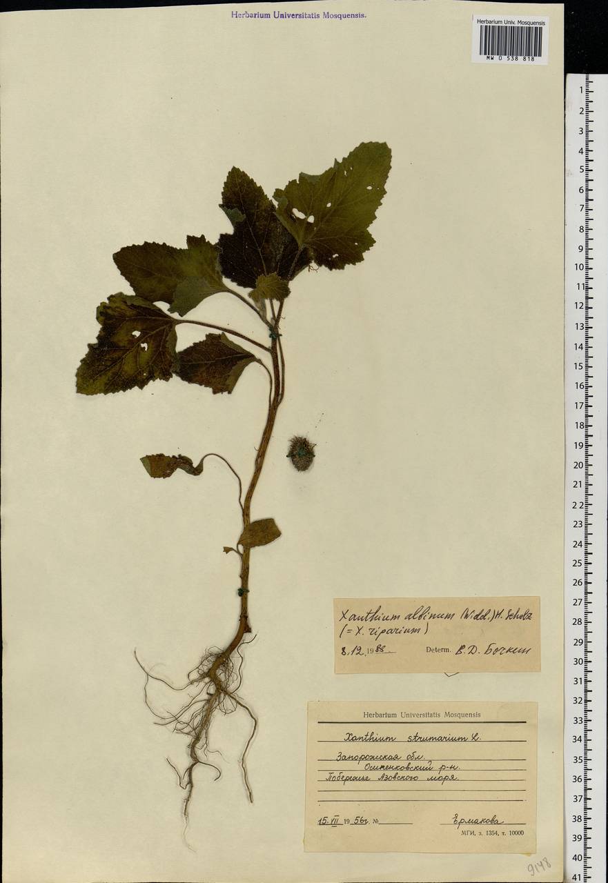 Xanthium orientale var. albinum (Widder) Adema & M. T. Jansen, Eastern Europe, South Ukrainian region (E12) (Ukraine)