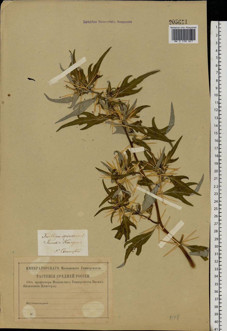 Xanthium spinosum L., Eastern Europe, Central region (E4) (Russia)