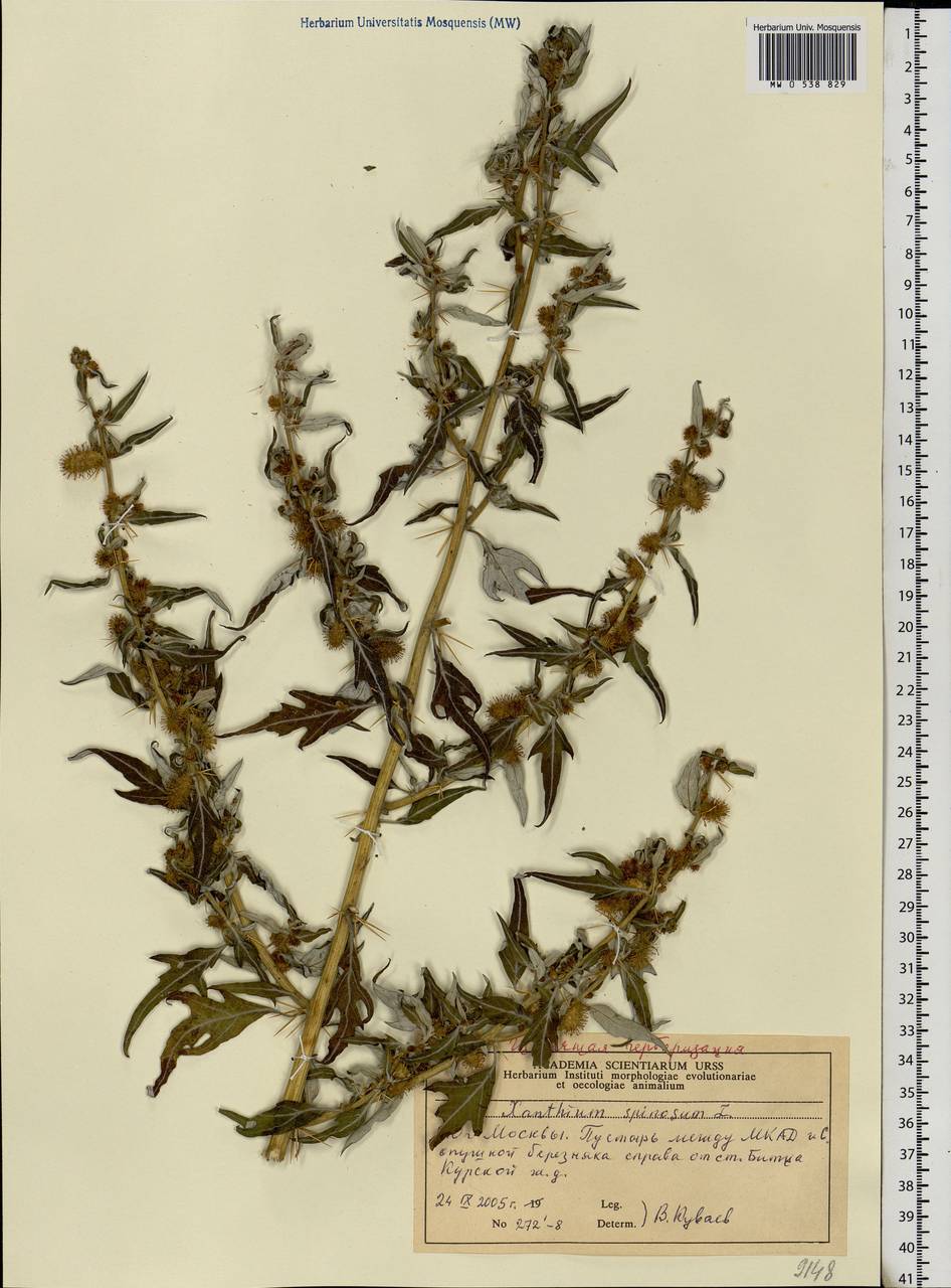 Xanthium spinosum L., Eastern Europe, Moscow region (E4a) (Russia)