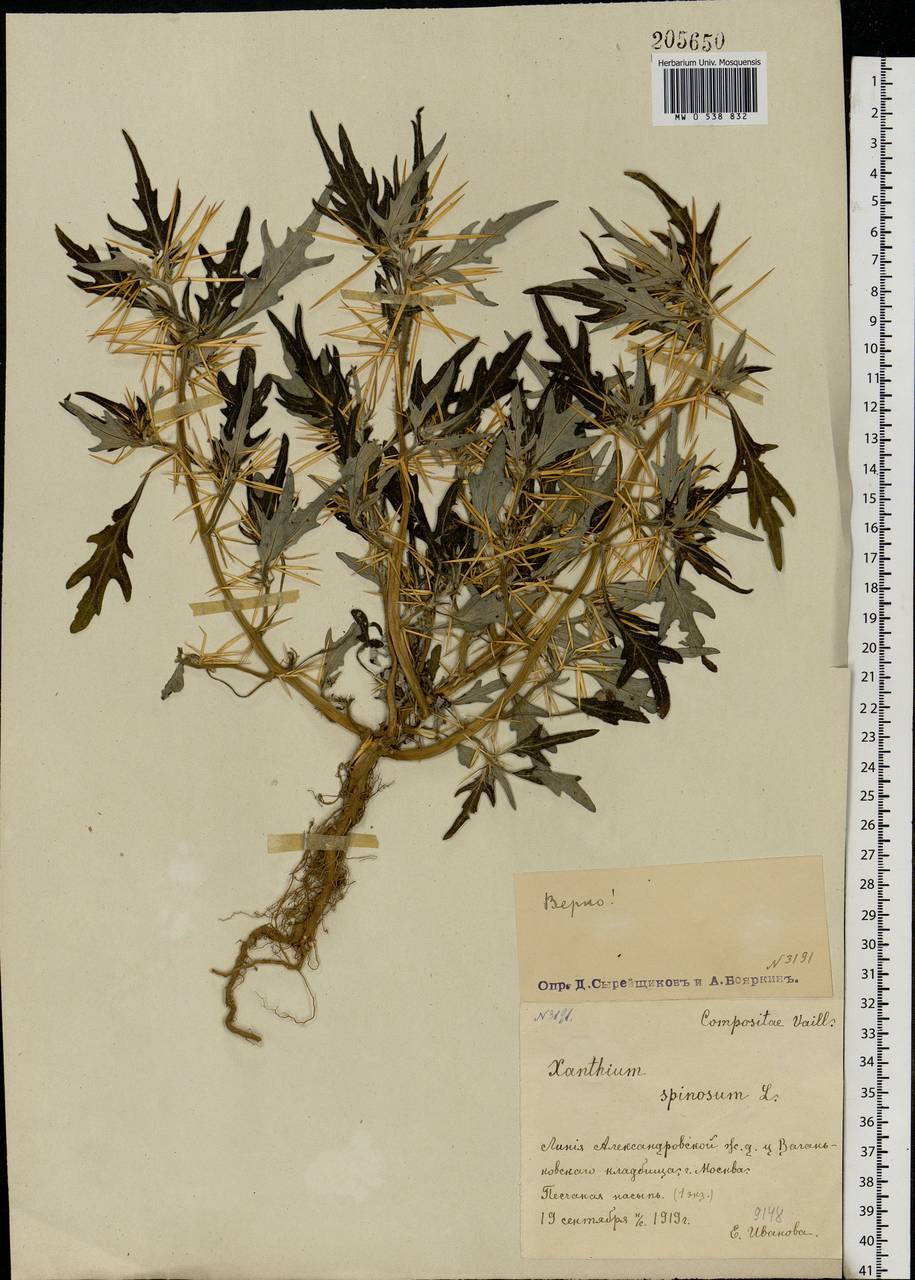 Xanthium spinosum L., Eastern Europe, Moscow region (E4a) (Russia)