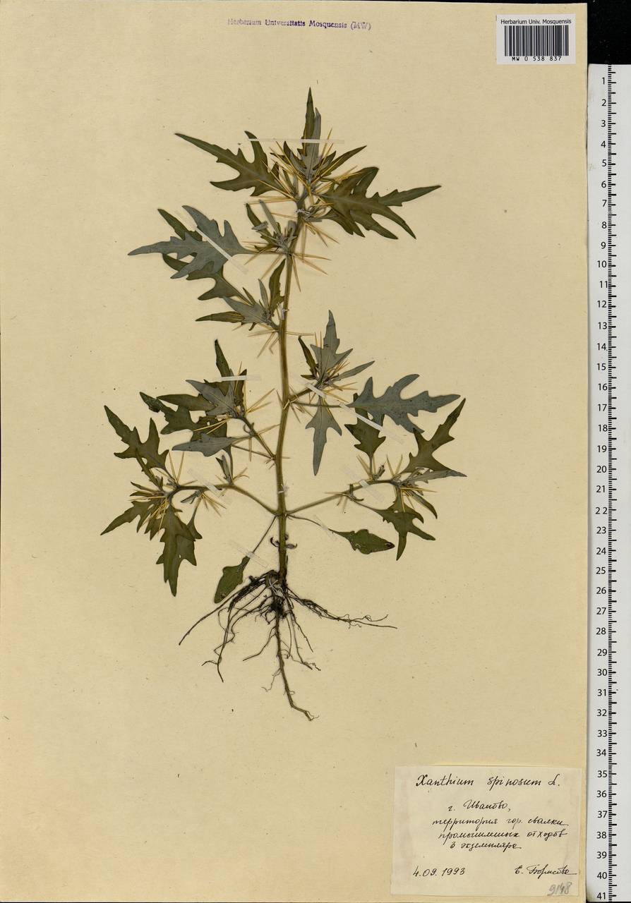Xanthium spinosum L., Eastern Europe, Central forest region (E5) (Russia)