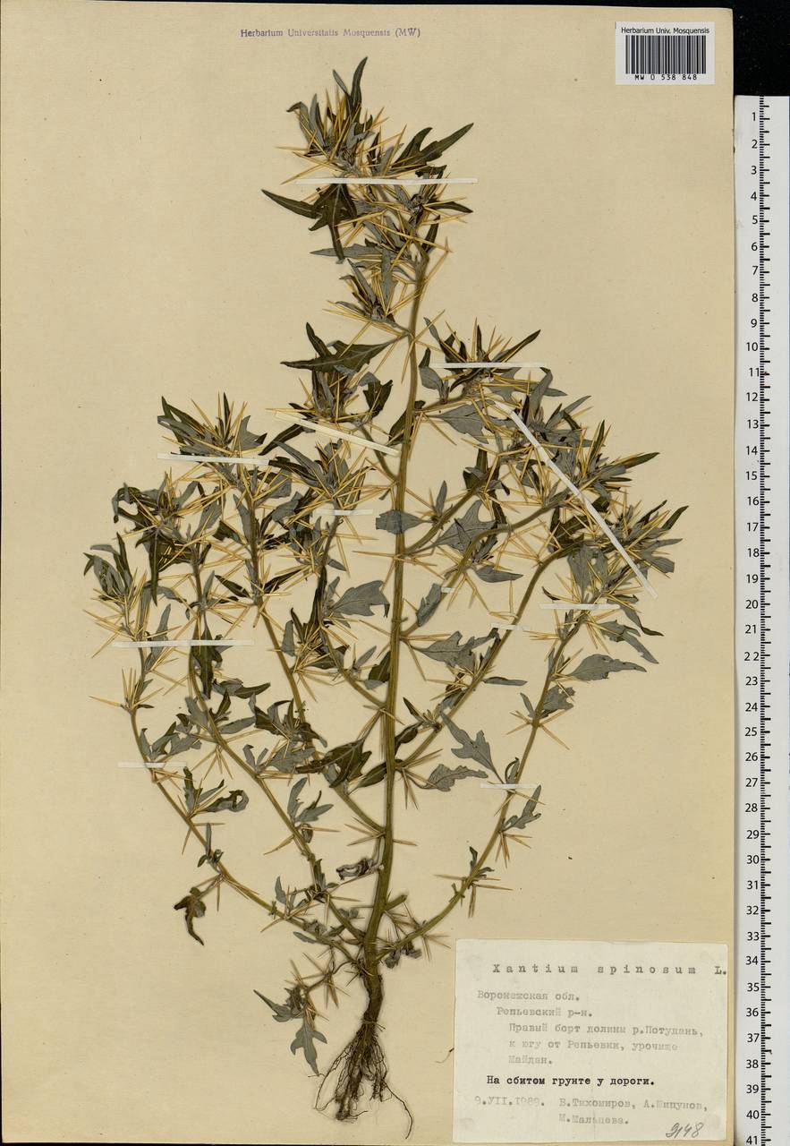Xanthium spinosum L., Eastern Europe, Central forest-and-steppe region (E6) (Russia)