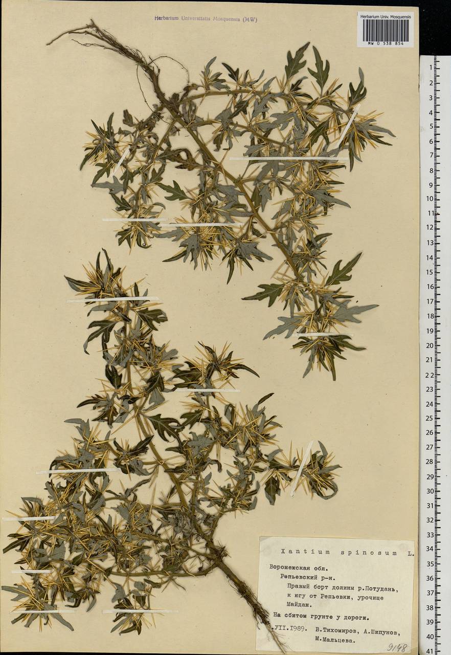 Xanthium spinosum L., Eastern Europe, Central forest-and-steppe region (E6) (Russia)