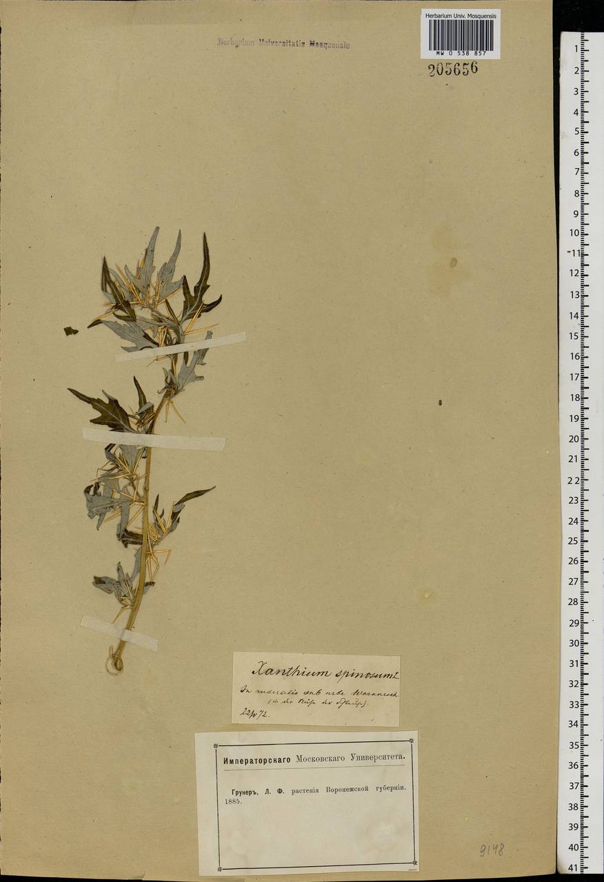 Xanthium spinosum L., Eastern Europe, Central forest-and-steppe region (E6) (Russia)