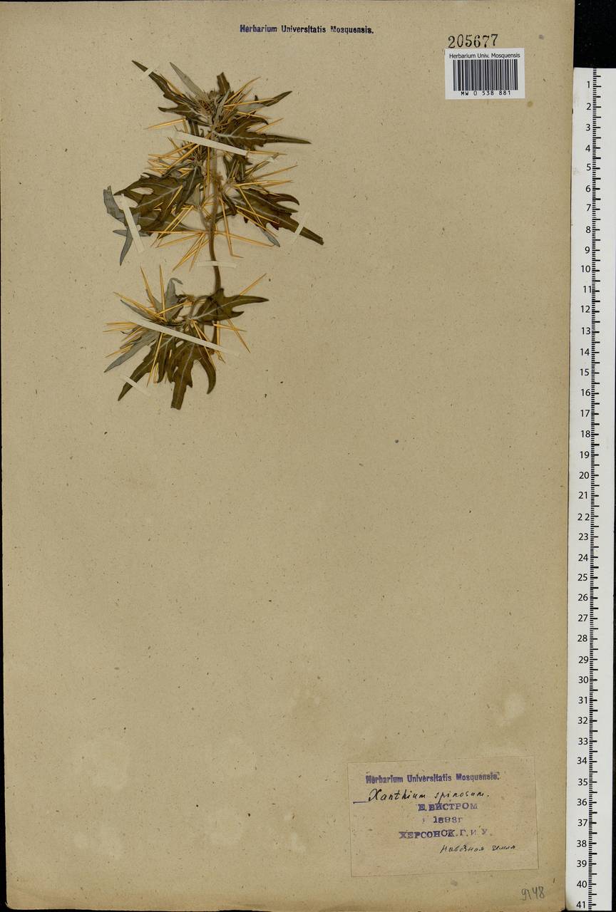 Xanthium spinosum L., Eastern Europe, South Ukrainian region (E12) (Ukraine)