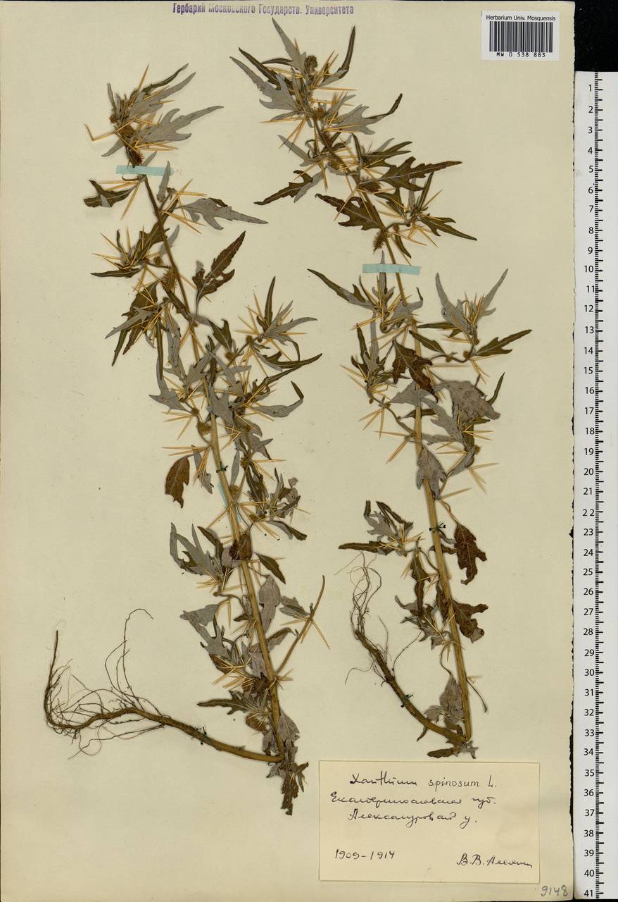 Xanthium spinosum L., Eastern Europe, South Ukrainian region (E12) (Ukraine)
