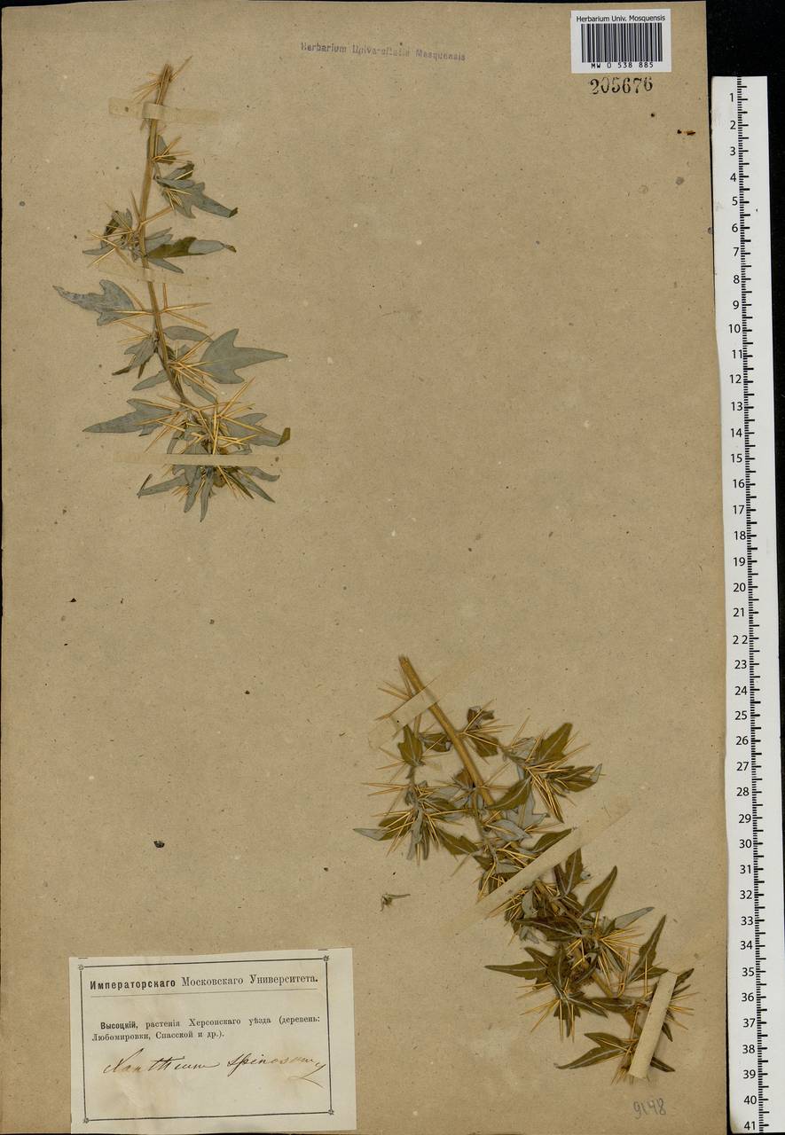 Xanthium spinosum L., Eastern Europe, South Ukrainian region (E12) (Ukraine)