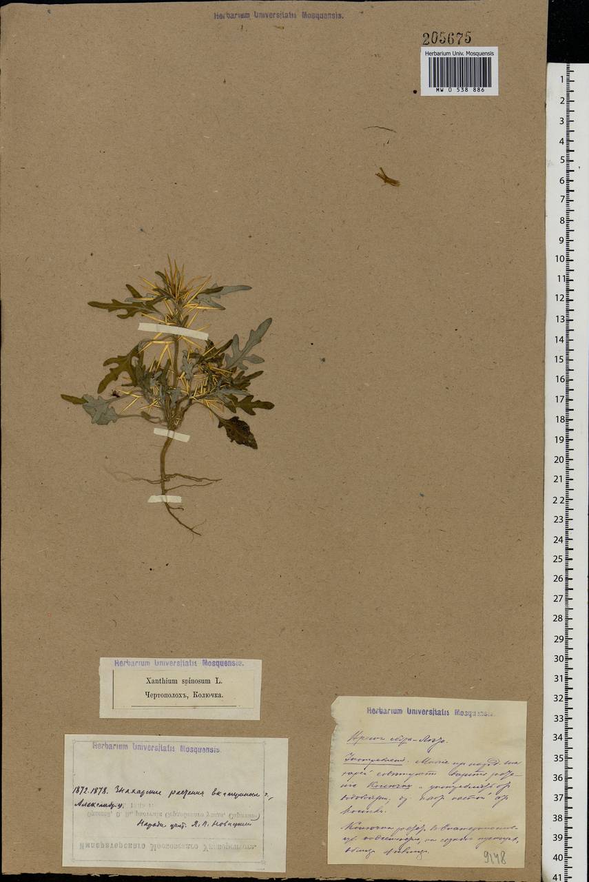 Xanthium spinosum L., Eastern Europe, South Ukrainian region (E12) (Ukraine)