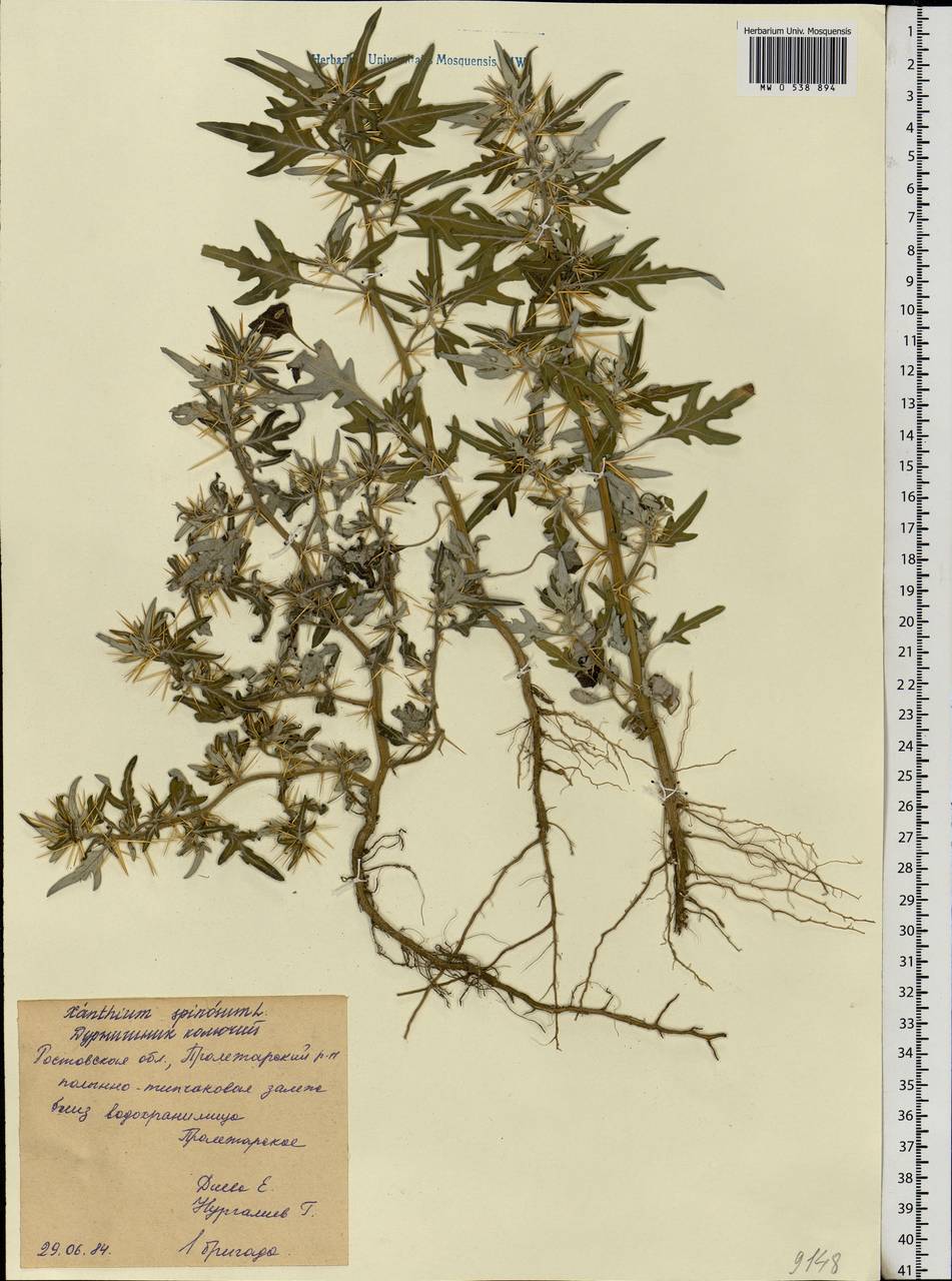 Xanthium spinosum L., Eastern Europe, Rostov Oblast (E12a) (Russia)