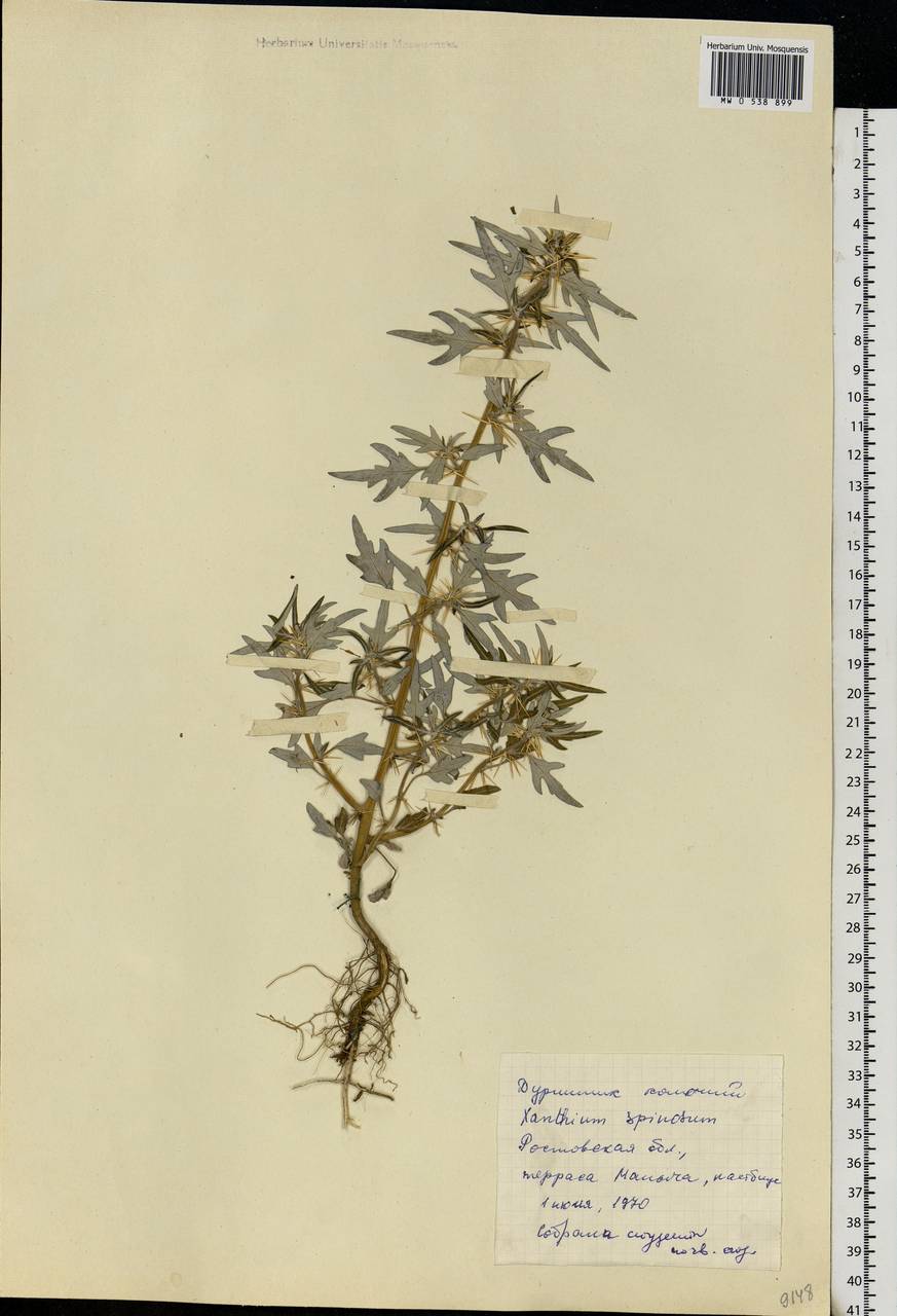 Xanthium spinosum L., Eastern Europe, Rostov Oblast (E12a) (Russia)