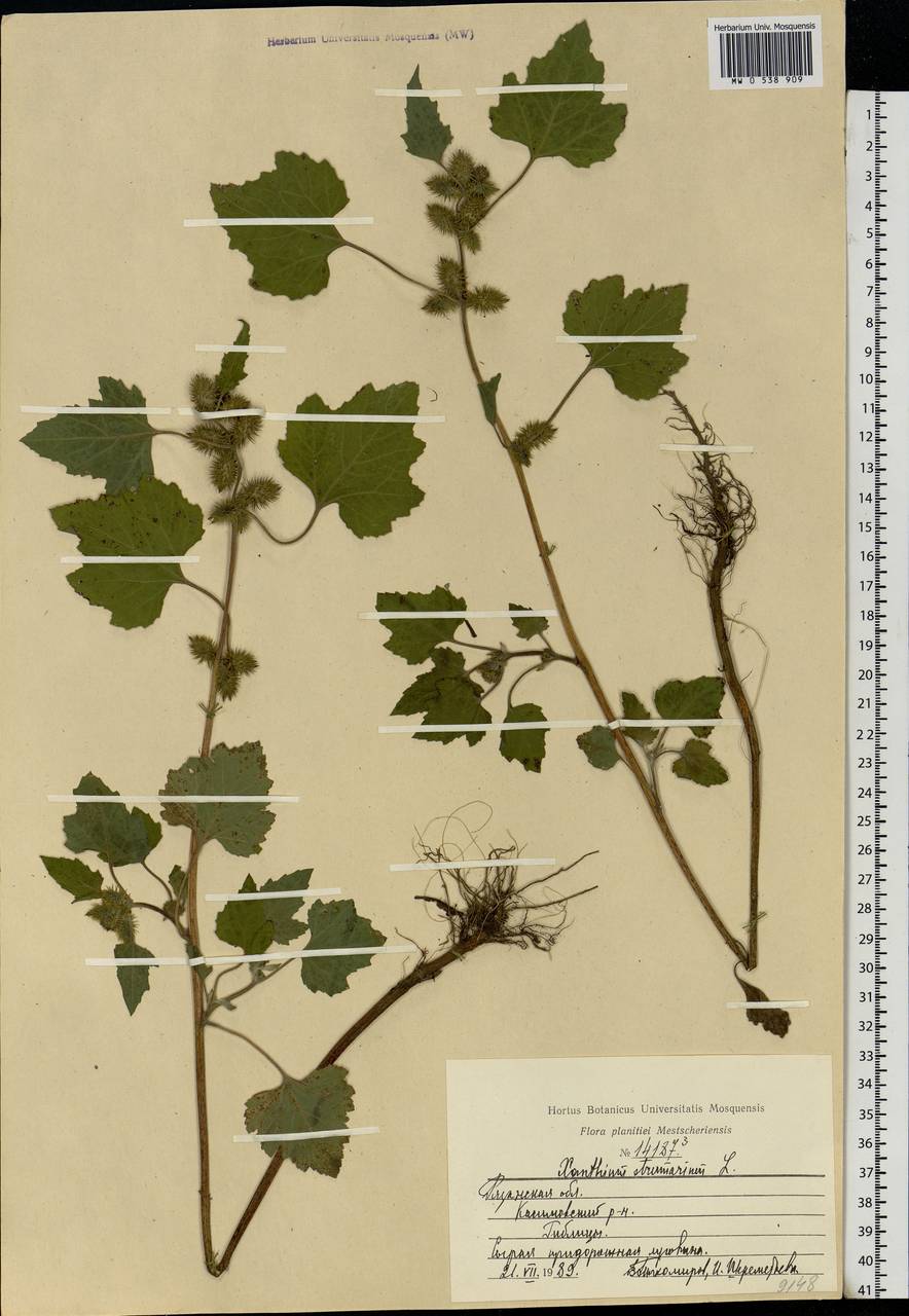Xanthium strumarium L., Eastern Europe, Central region (E4) (Russia)