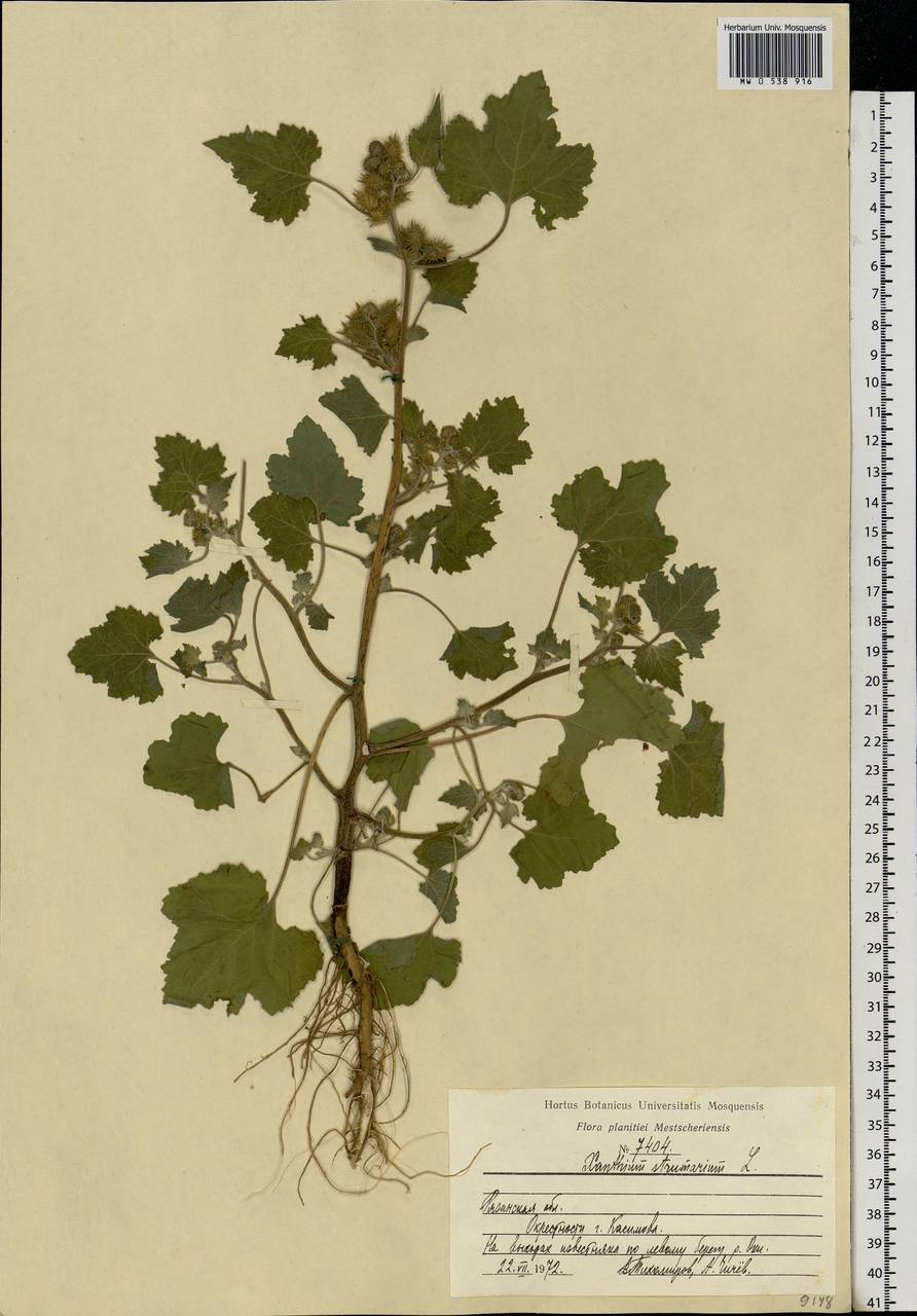 Xanthium strumarium L., Eastern Europe, Central region (E4) (Russia)