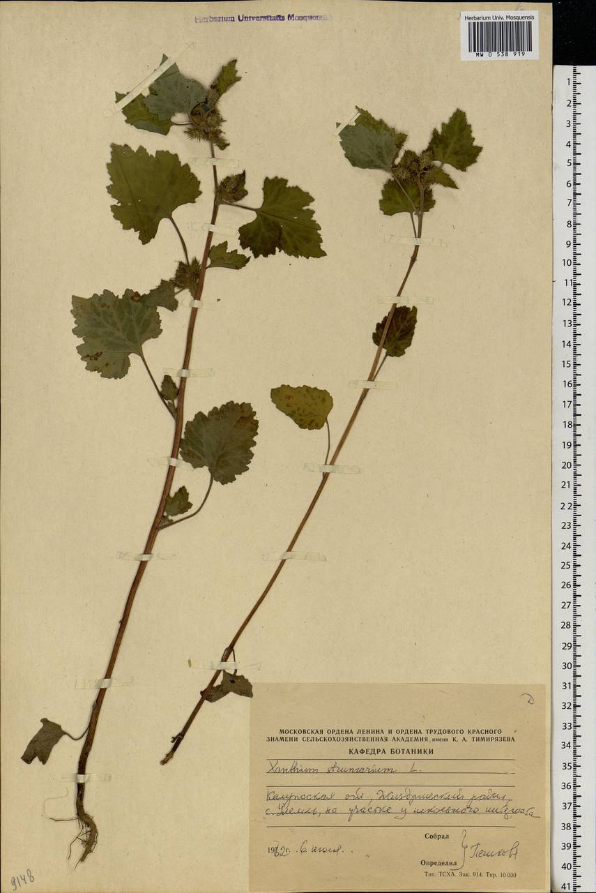 Xanthium strumarium L., Eastern Europe, Central region (E4) (Russia)