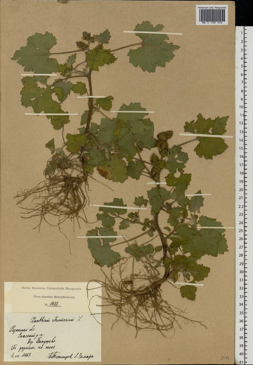 Xanthium strumarium L., Eastern Europe, Central region (E4) (Russia)