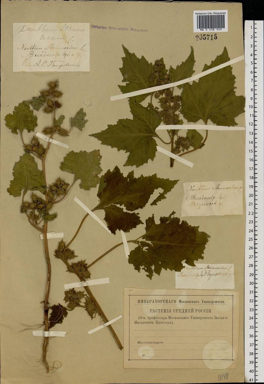 Xanthium strumarium L., Eastern Europe, Central region (E4) (Russia)