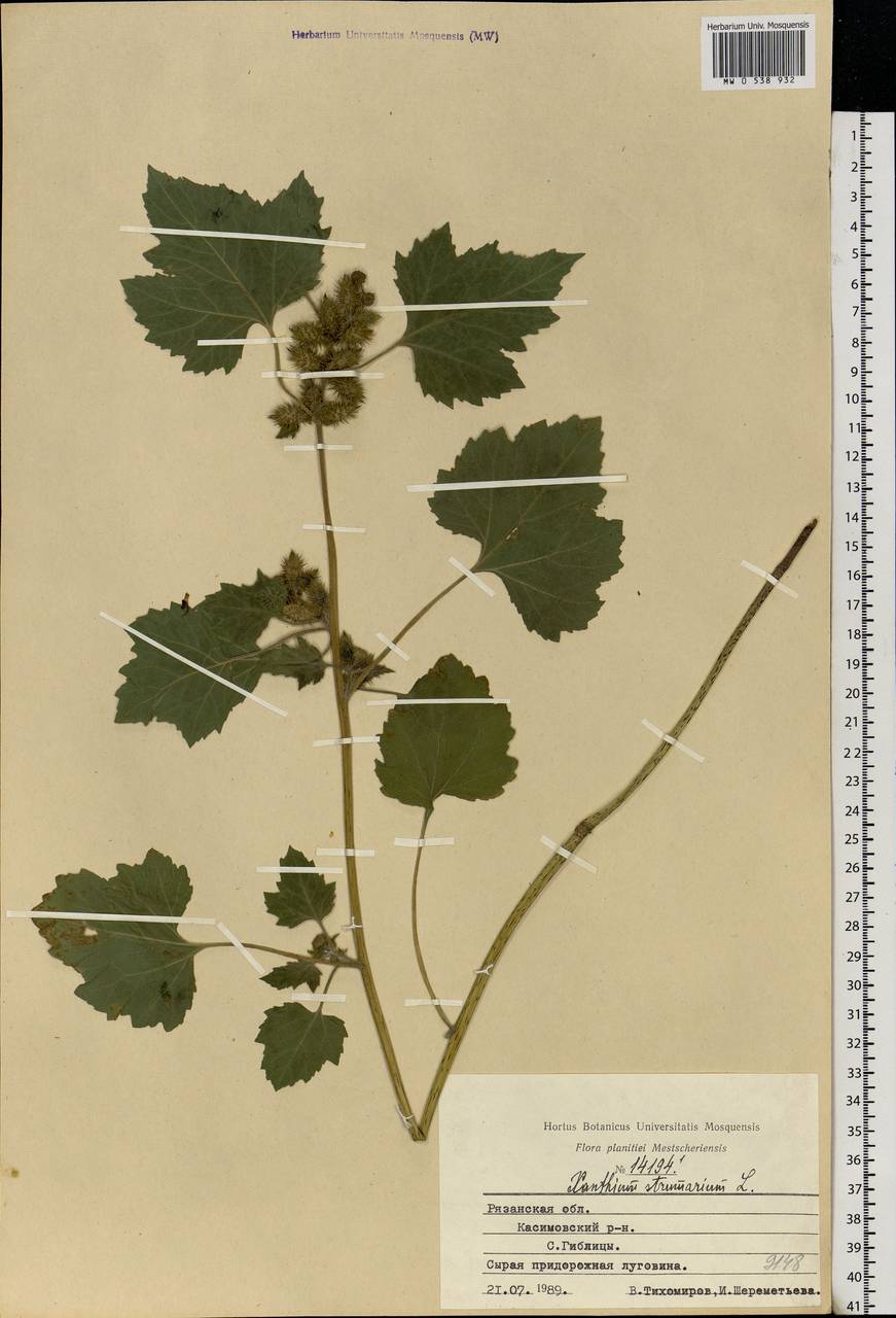 Xanthium strumarium L., Eastern Europe, Central region (E4) (Russia)