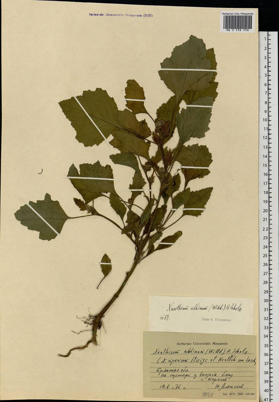Xanthium orientale var. albinum (Widd.) Adema & M. T. Jansen, Eastern Europe, Western region (E3) (Russia)