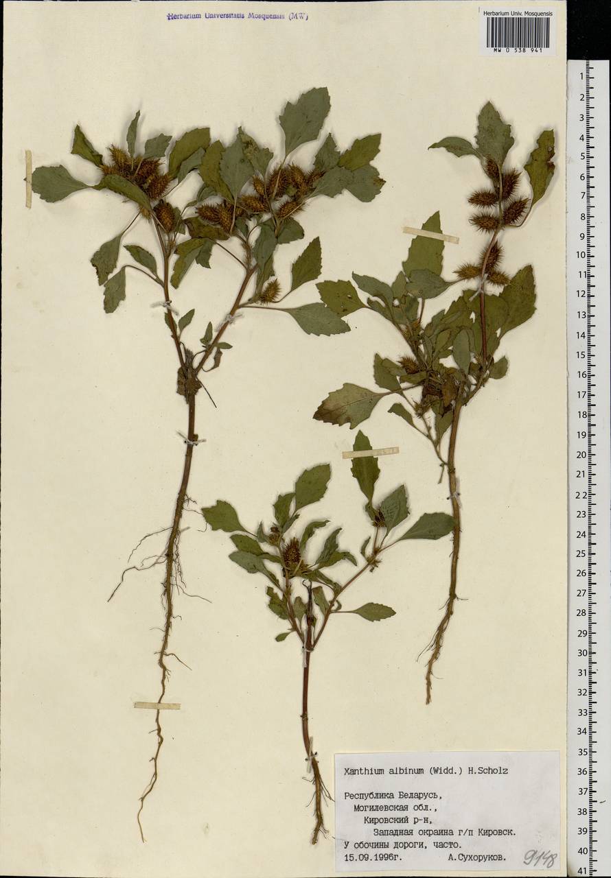 Xanthium orientale var. albinum (Widder) Adema & M.T.Jansen, Eastern Europe, Belarus (E3a) (Belarus)