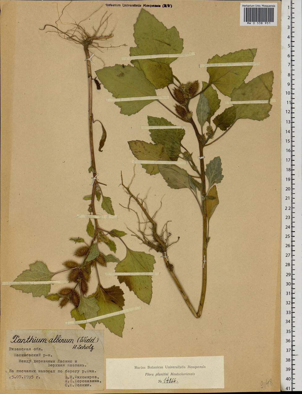Xanthium orientale var. albinum (Widd.) Adema & M. T. Jansen, Eastern Europe, Central region (E4) (Russia)
