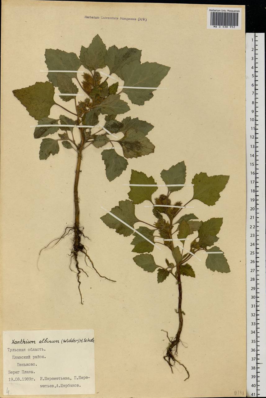 Xanthium orientale var. albinum (Widd.) Adema & M. T. Jansen, Eastern Europe, Central region (E4) (Russia)