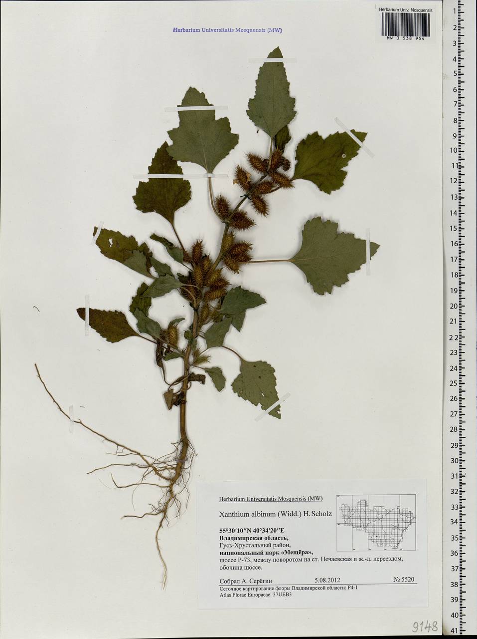 Xanthium orientale var. albinum (Widd.) Adema & M. T. Jansen, Eastern Europe, Central region (E4) (Russia)