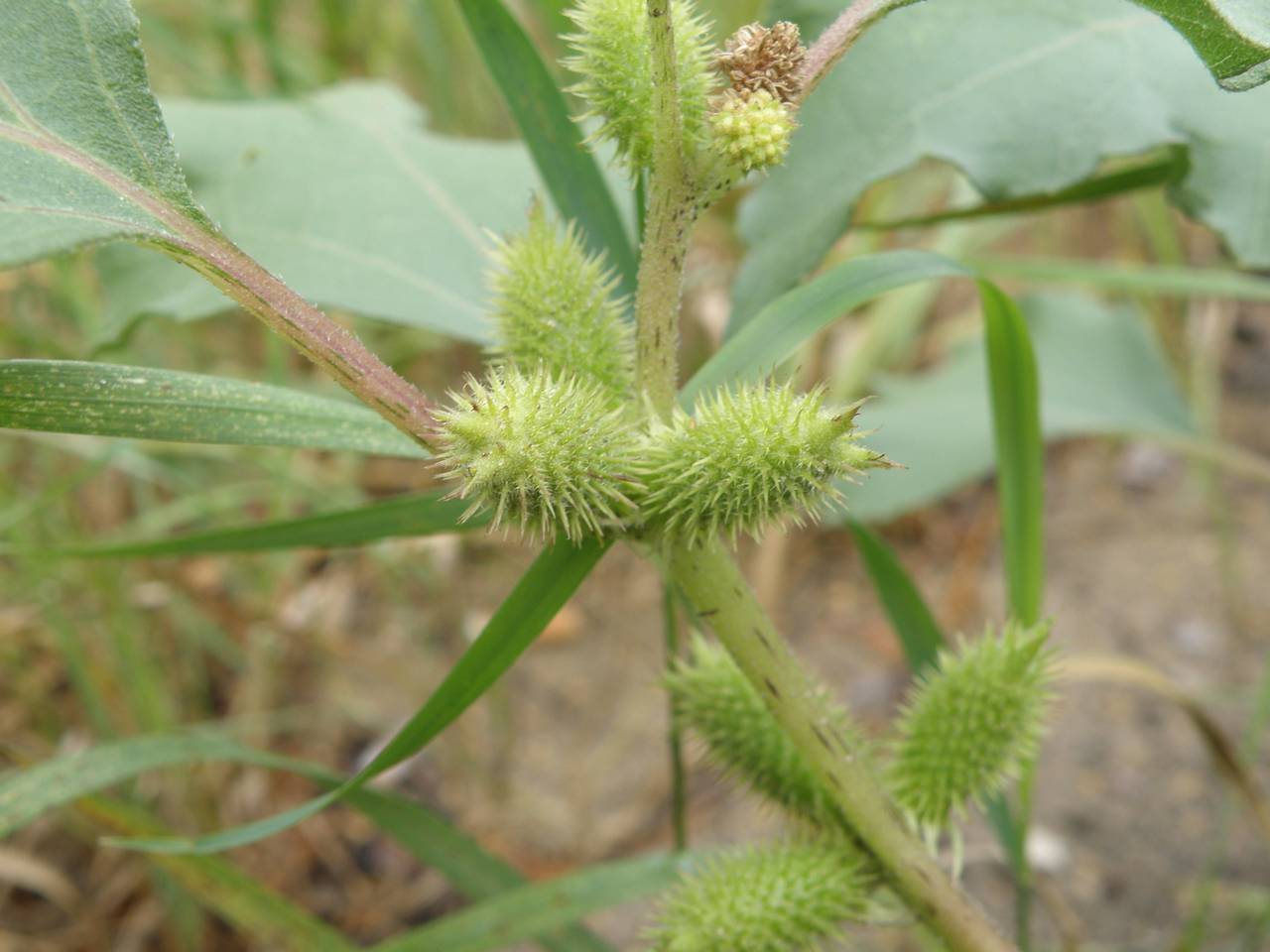 Xanthium orientale var. albinum (Widd.) Adema & M. T. Jansen, Eastern Europe, Central region (E4) (Russia)