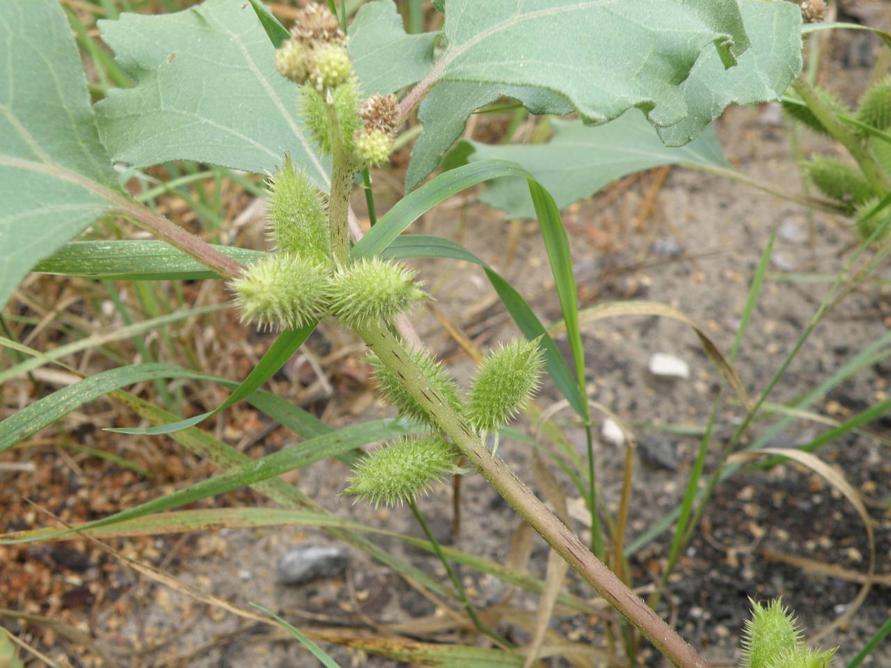 Xanthium orientale var. albinum (Widd.) Adema & M. T. Jansen, Eastern Europe, Central region (E4) (Russia)
