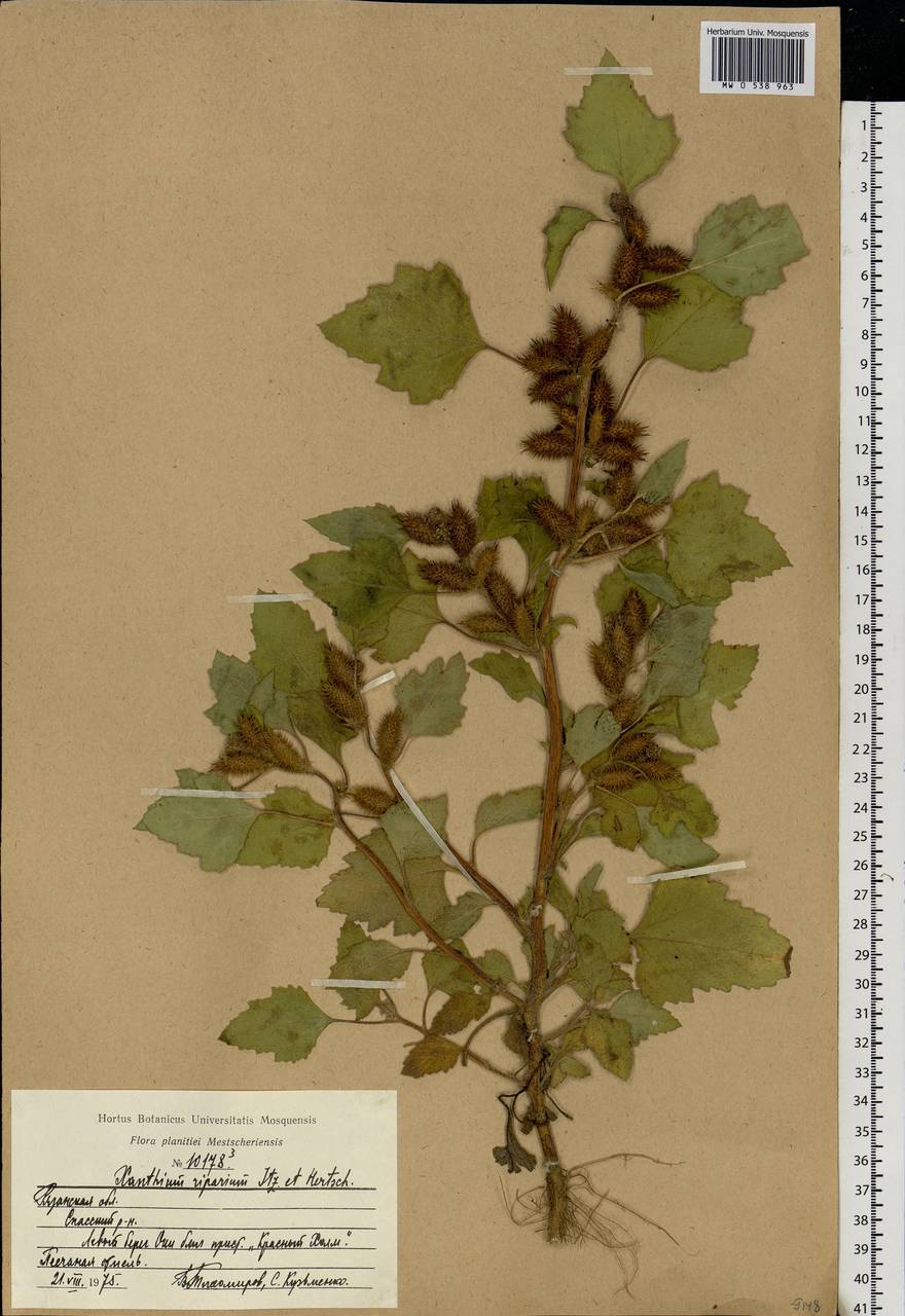 Xanthium orientale var. albinum (Widd.) Adema & M. T. Jansen, Eastern Europe, Central region (E4) (Russia)