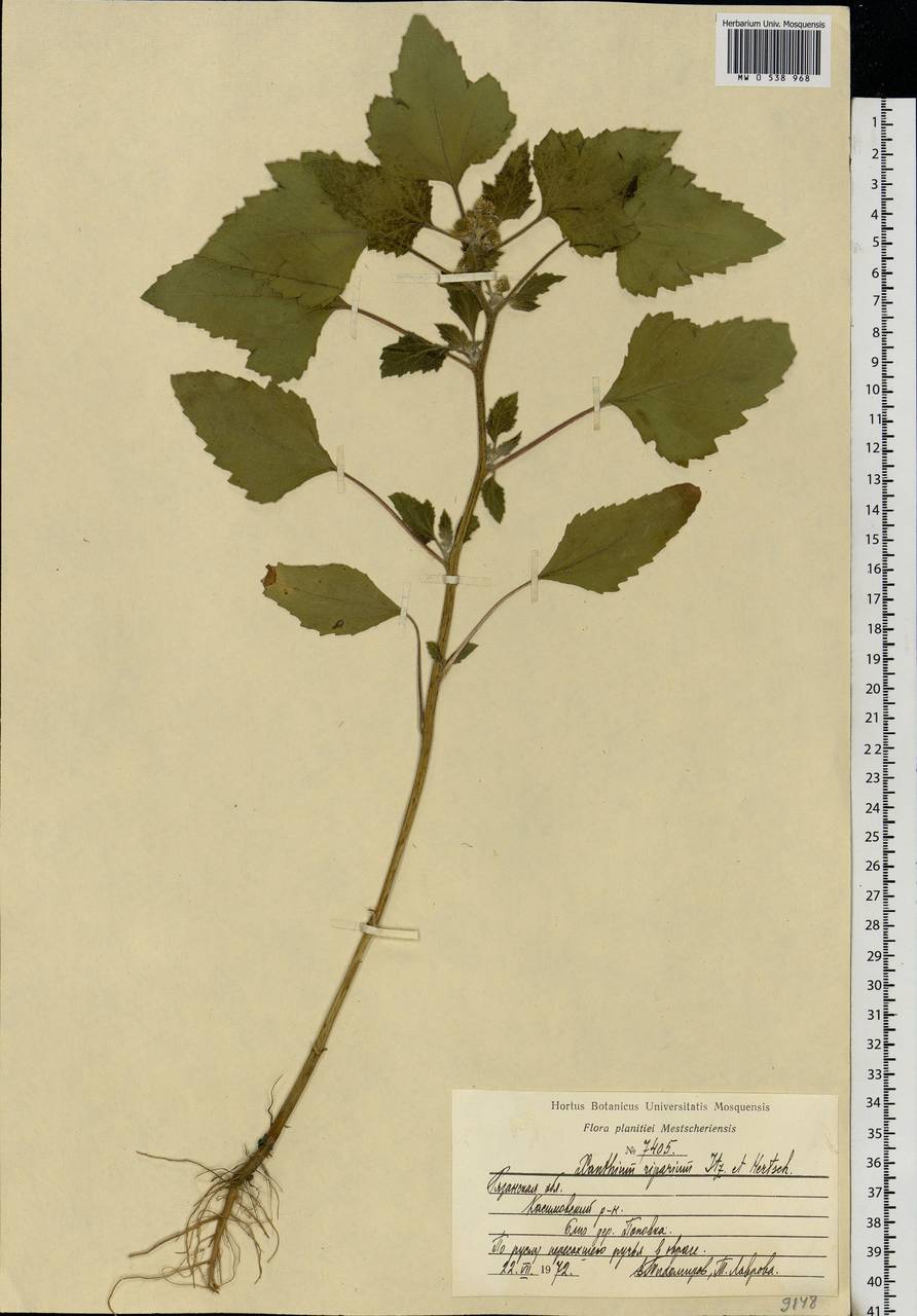 Xanthium orientale var. albinum (Widd.) Adema & M. T. Jansen, Eastern Europe, Central region (E4) (Russia)