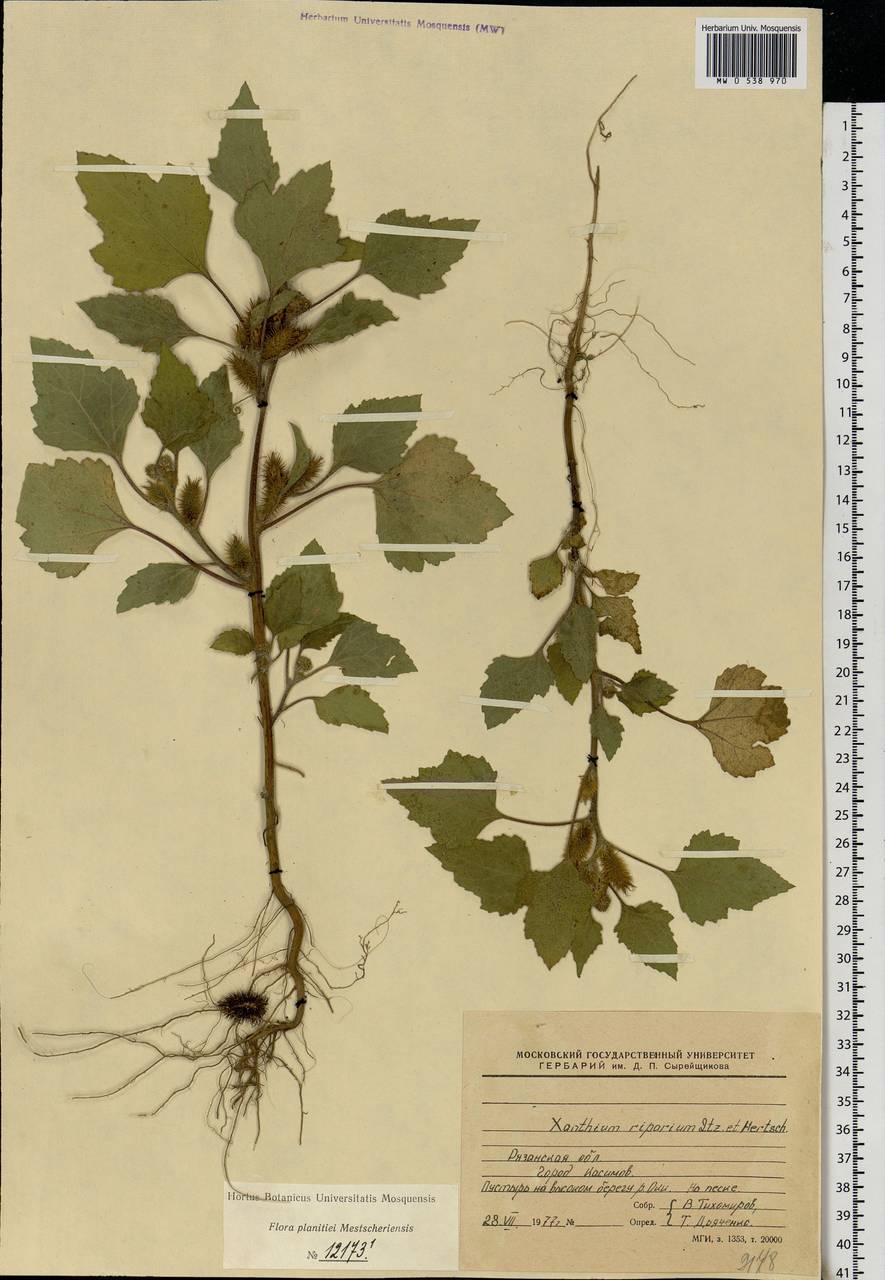 Xanthium orientale var. albinum (Widd.) Adema & M. T. Jansen, Eastern Europe, Central region (E4) (Russia)