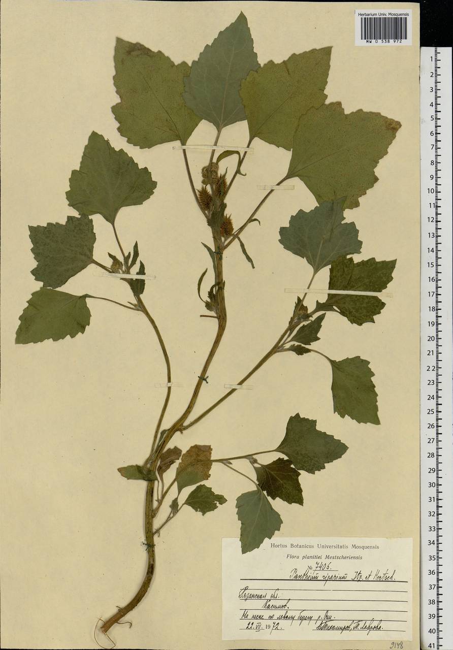 Xanthium orientale var. albinum (Widd.) Adema & M. T. Jansen, Eastern Europe, Central region (E4) (Russia)