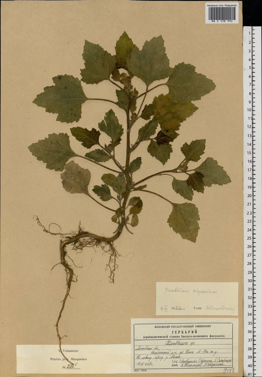 Xanthium orientale var. albinum (Widd.) Adema & M. T. Jansen, Eastern Europe, Moscow region (E4a) (Russia)