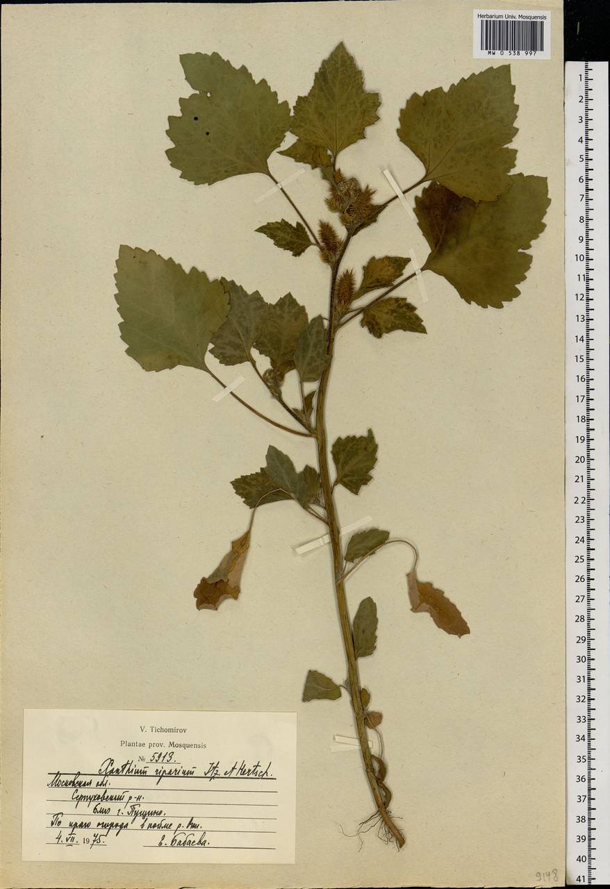 Xanthium orientale var. albinum (Widd.) Adema & M. T. Jansen, Eastern Europe, Moscow region (E4a) (Russia)
