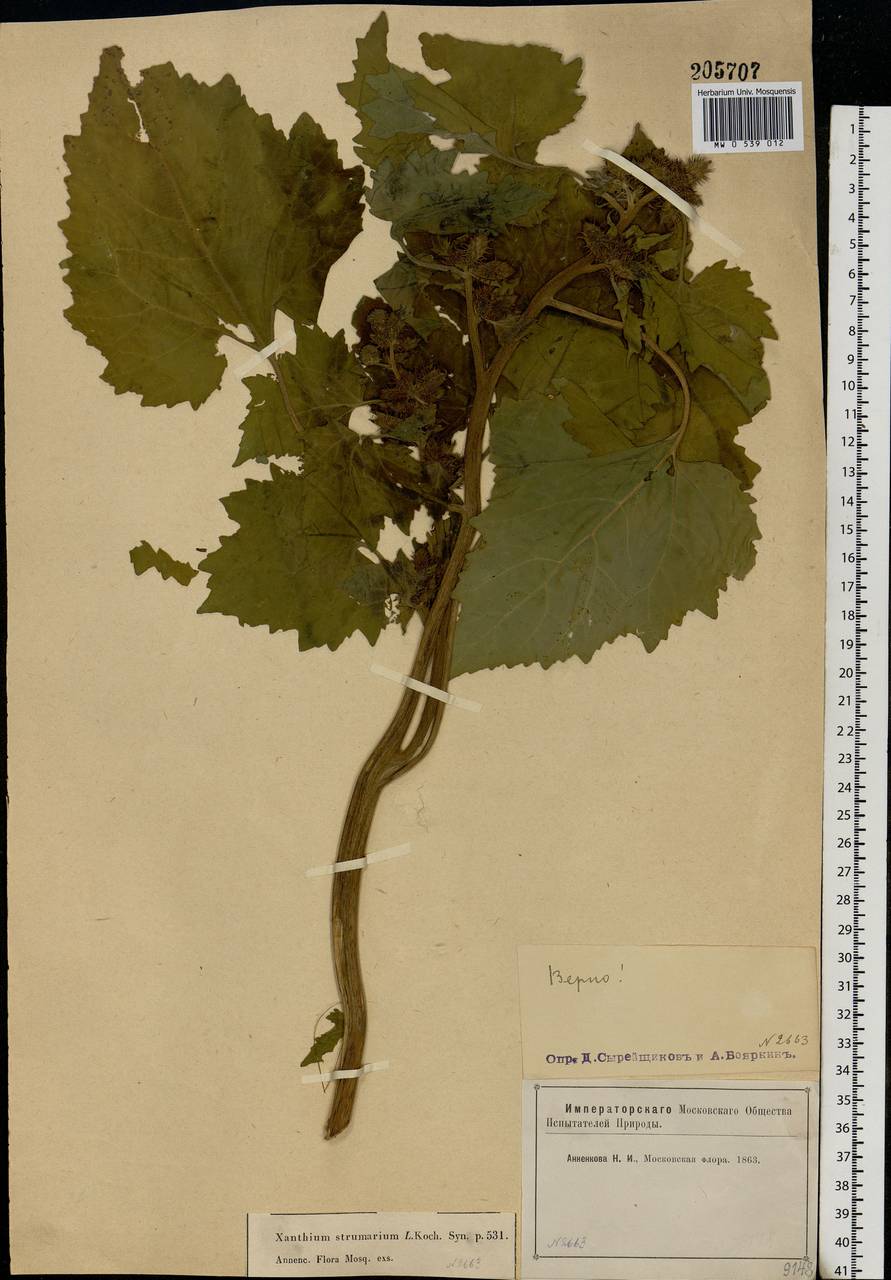 Xanthium strumarium L., Eastern Europe, Moscow region (E4a) (Russia)