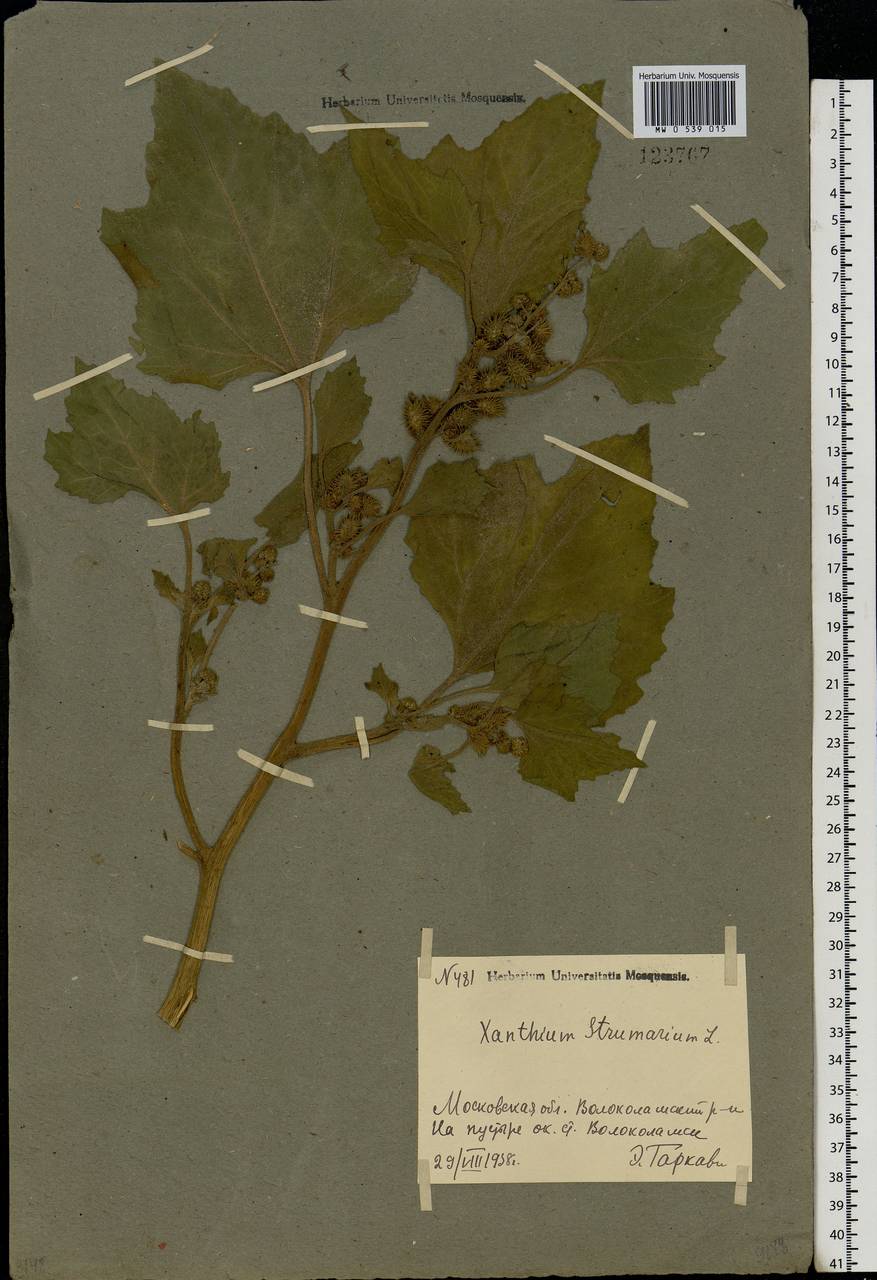 Xanthium strumarium L., Eastern Europe, Moscow region (E4a) (Russia)