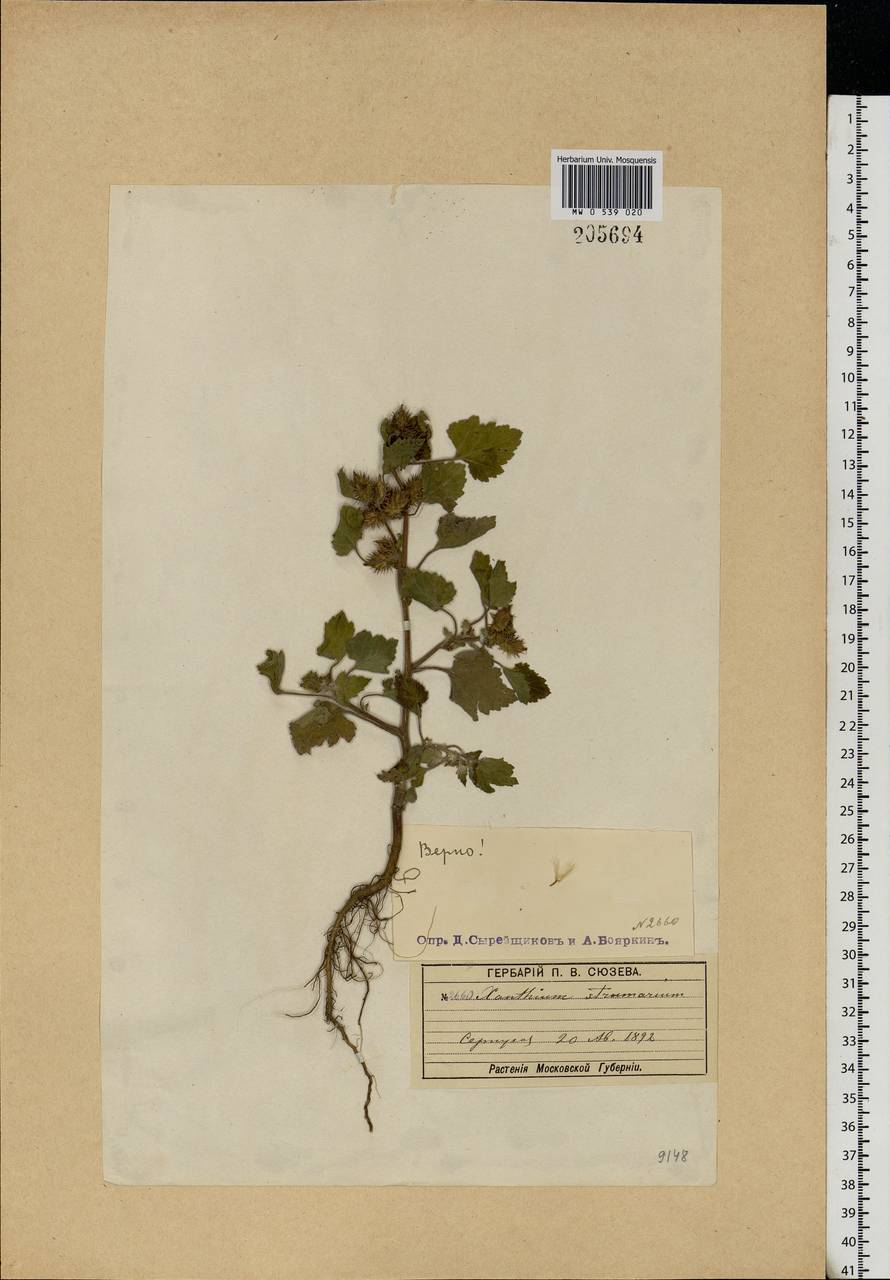 Xanthium strumarium L., Eastern Europe, Moscow region (E4a) (Russia)