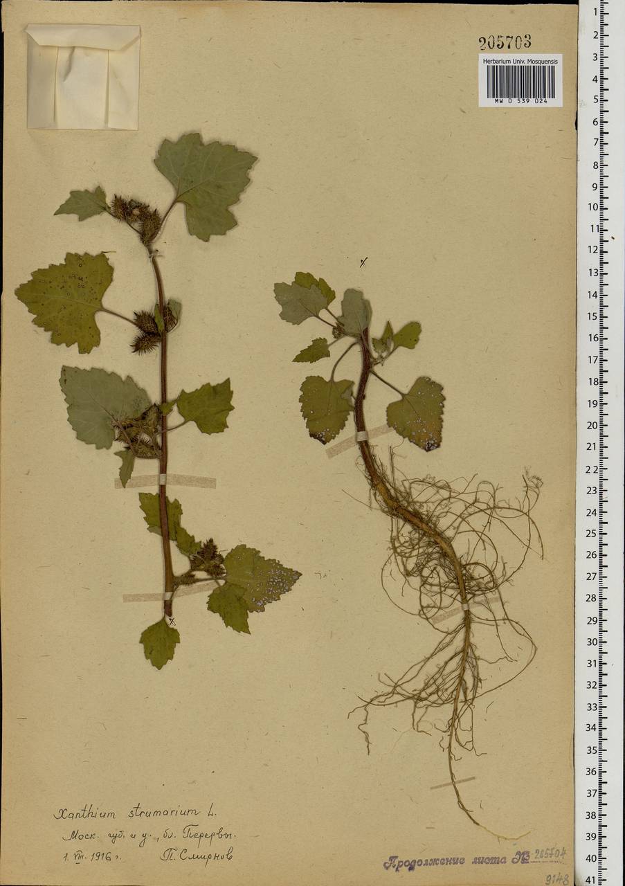 Xanthium strumarium L., Eastern Europe, Moscow region (E4a) (Russia)