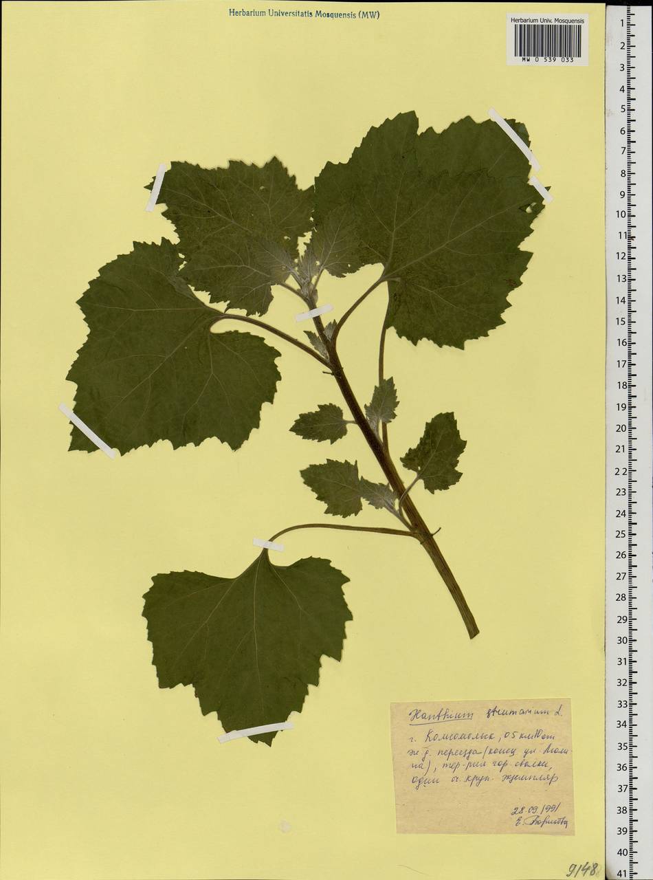 Xanthium strumarium L., Eastern Europe, Central forest region (E5) (Russia)