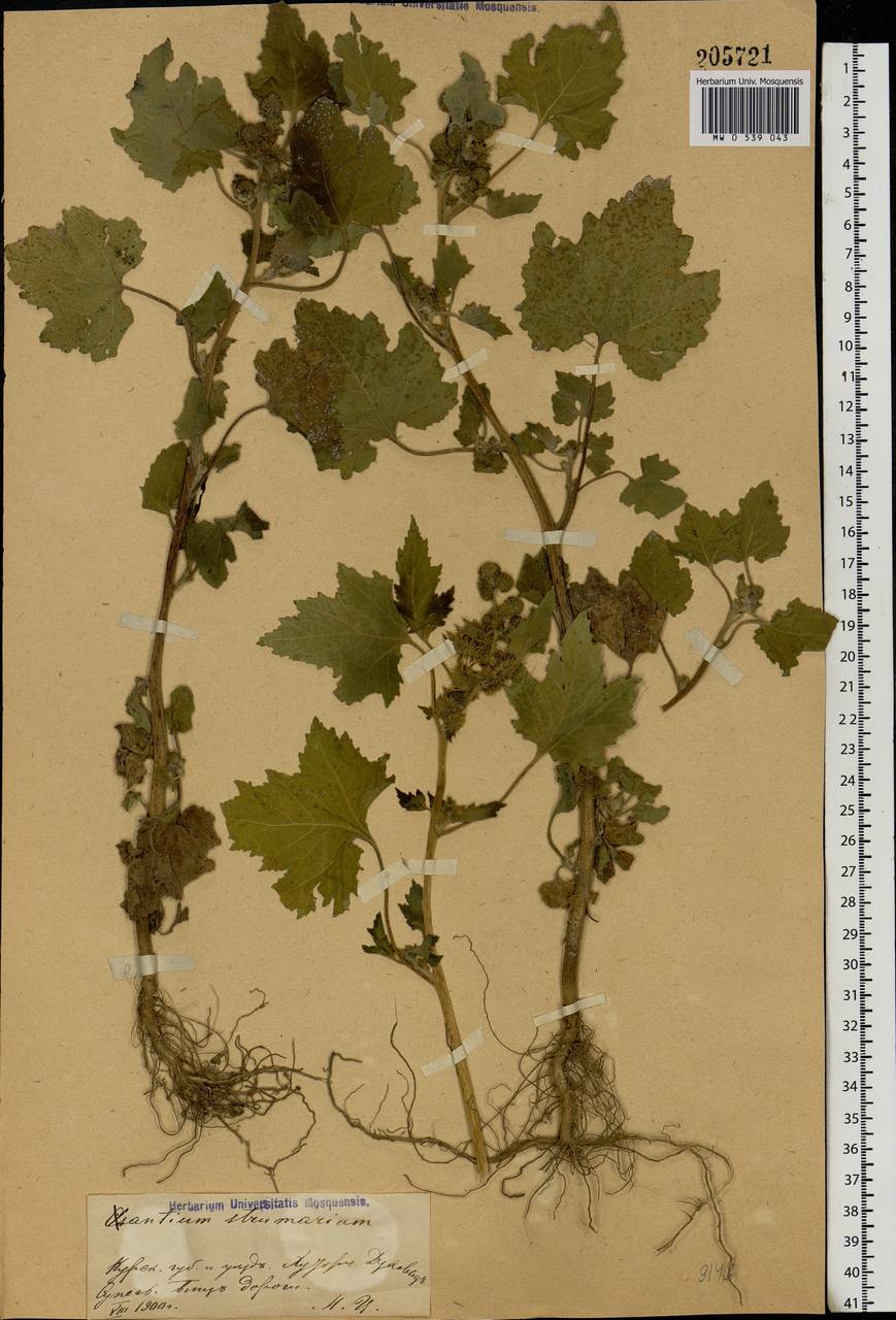 Xanthium strumarium L., Eastern Europe, Central forest-and-steppe region (E6) (Russia)