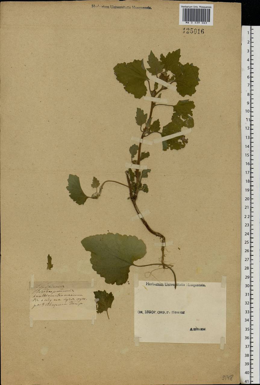 Xanthium strumarium L., Eastern Europe, Middle Volga region (E8) (Russia)