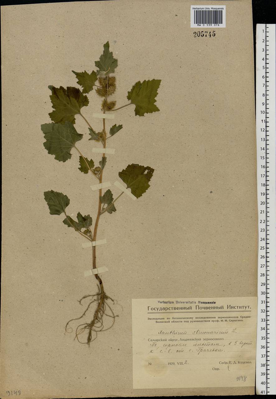 Xanthium strumarium L., Eastern Europe, Middle Volga region (E8) (Russia)