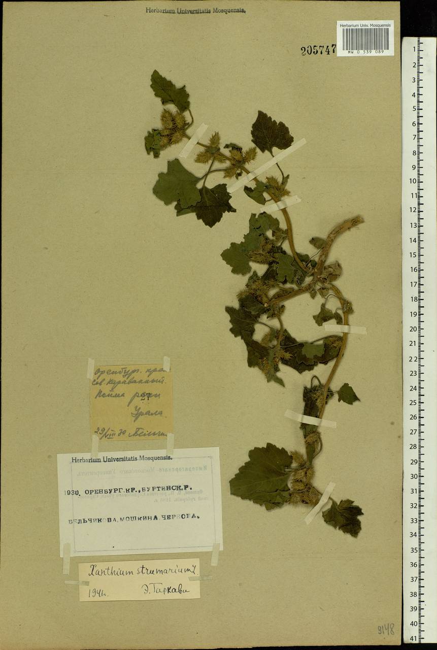 Xanthium strumarium L., Eastern Europe, Eastern region (E10) (Russia)