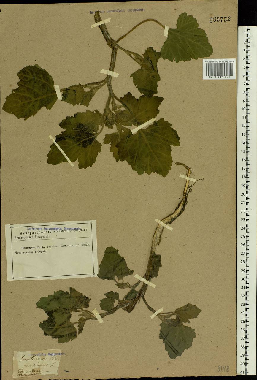Xanthium strumarium L., Eastern Europe, North Ukrainian region (E11) (Ukraine)