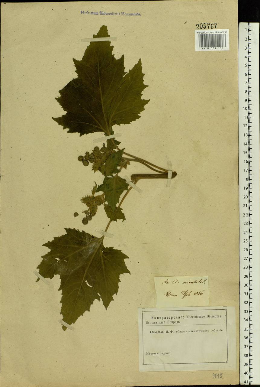 Xanthium strumarium L., Eastern Europe, Rostov Oblast (E12a) (Russia)