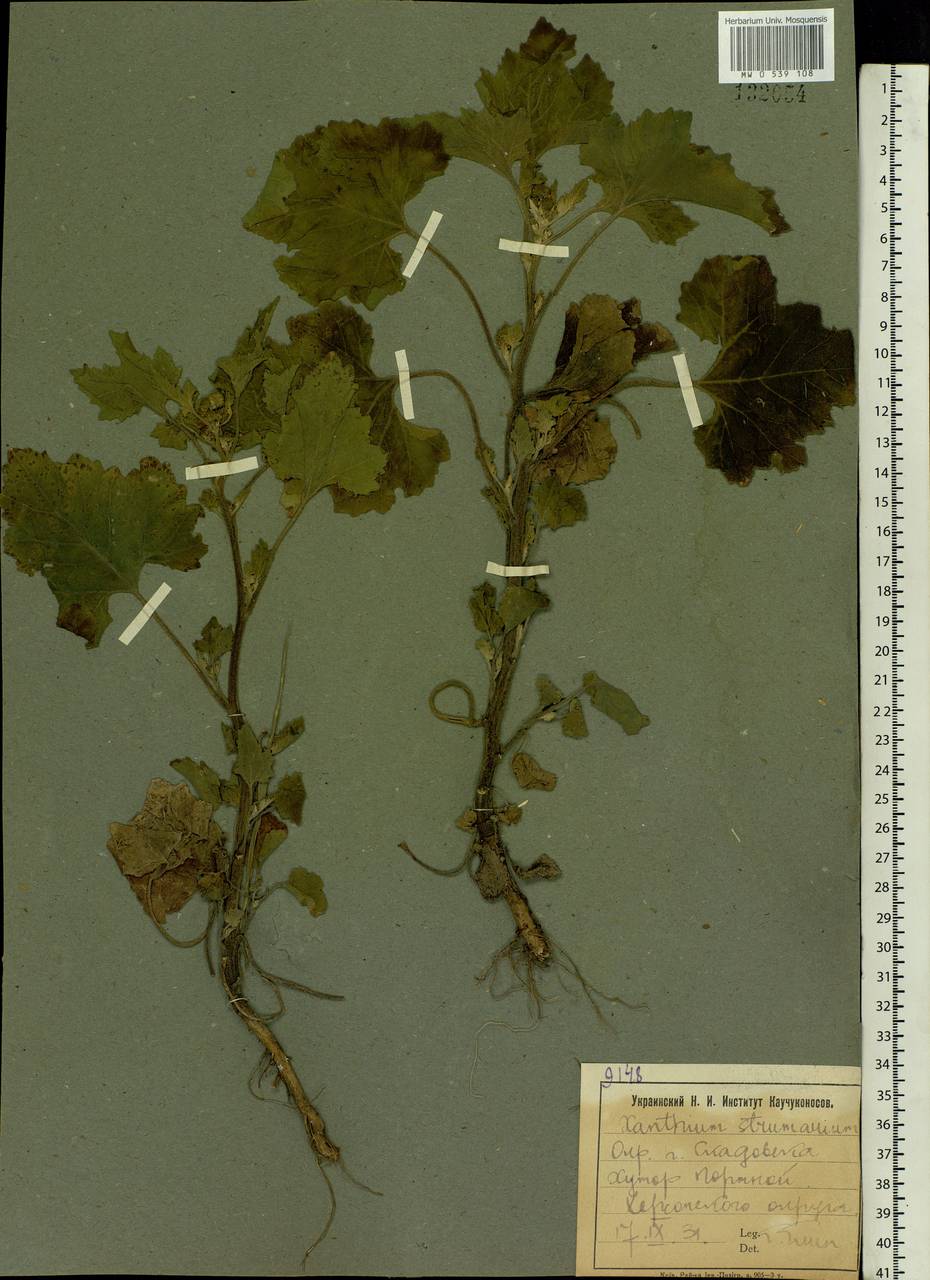 Xanthium strumarium L., Eastern Europe, South Ukrainian region (E12) (Ukraine)