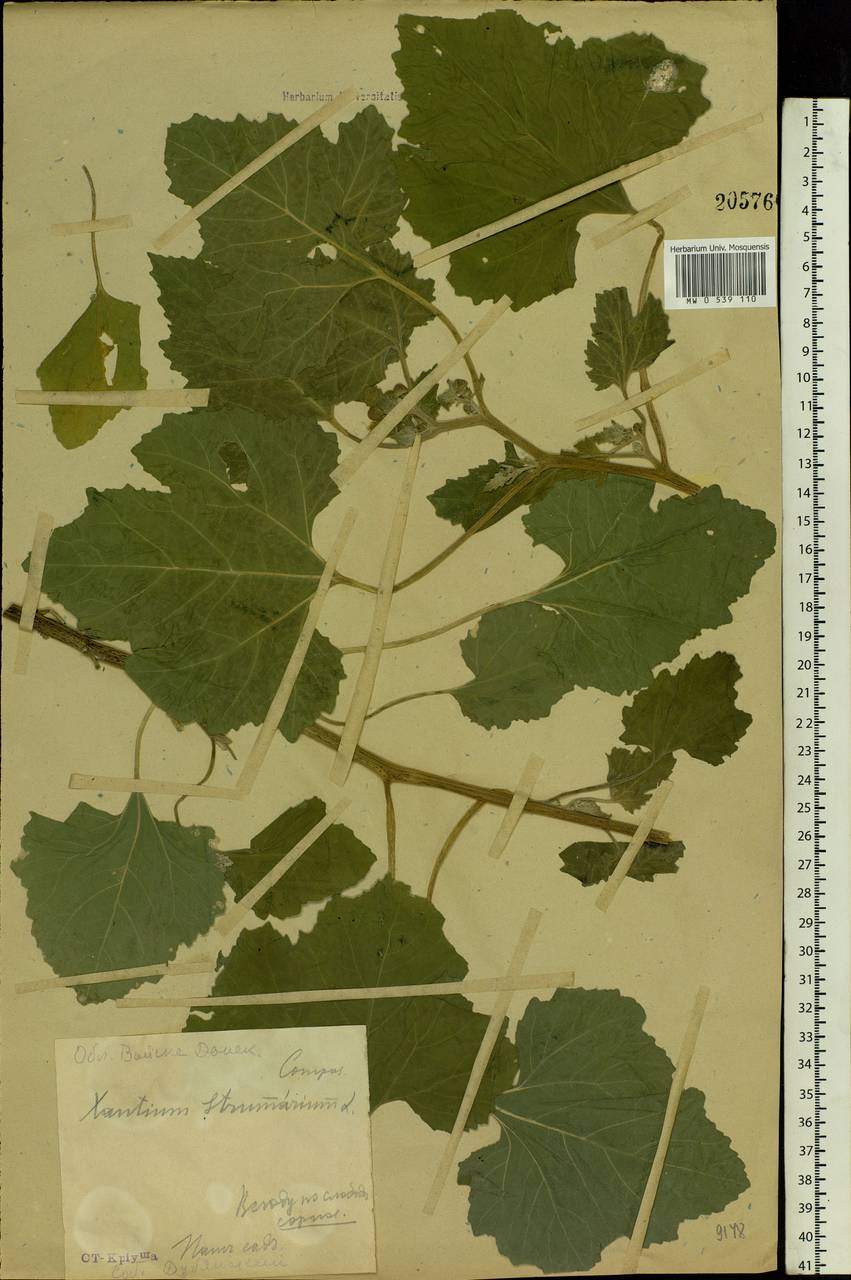 Xanthium strumarium L., Eastern Europe, Central forest-and-steppe region (E6) (Russia)