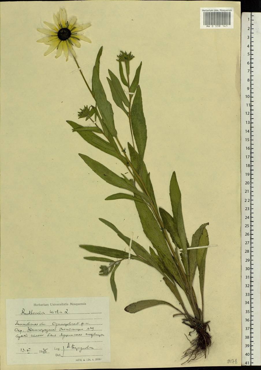 Rudbeckia hirta L., Eastern Europe, Moscow region (E4a) (Russia)