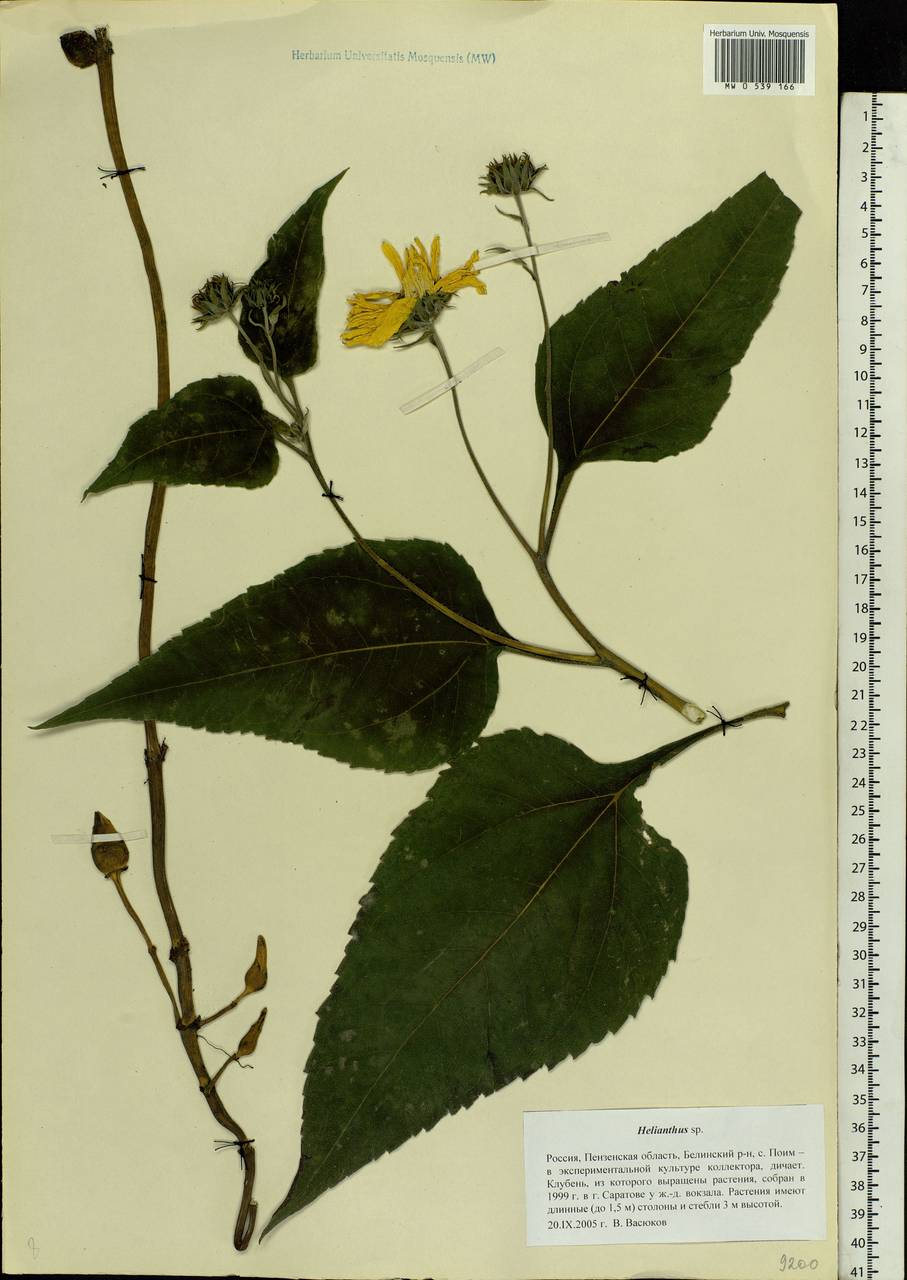 Helianthus, Eastern Europe, Middle Volga region (E8) (Russia)