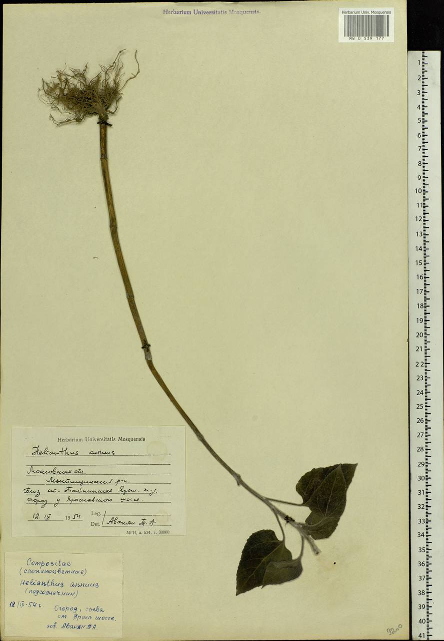 Helianthus annuus L., Eastern Europe, Moscow region (E4a) (Russia)
