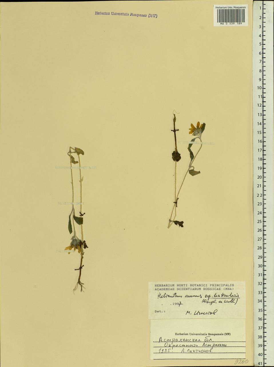 Helianthus annuus L., Eastern Europe, Lower Volga region (E9) (Russia)